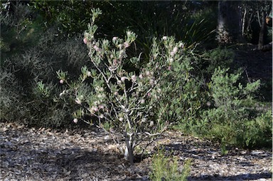 APII jpeg image of Hakea clavata  © contact APII