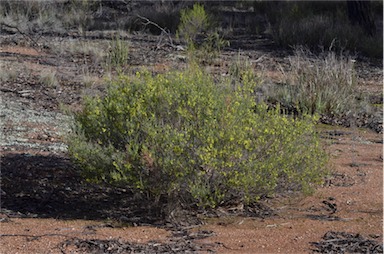 APII jpeg image of Acacia fimbriata  © contact APII