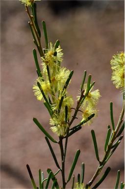 APII jpeg image of Acacia fimbriata  © contact APII