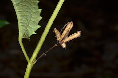 APII jpeg image of Corchorus reynoldsiae  © contact APII