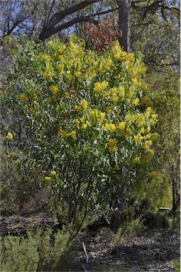 APII jpeg image of Acacia leiophylla  © contact APII