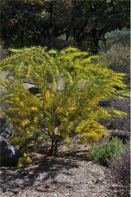 APII jpeg image of Acacia kybeanensis  © contact APII