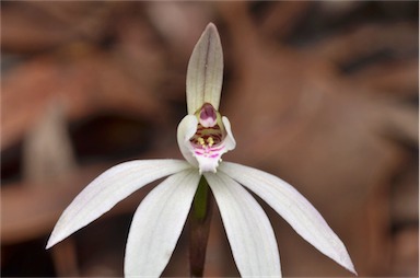 APII jpeg image of Caladenia fuscata  © contact APII