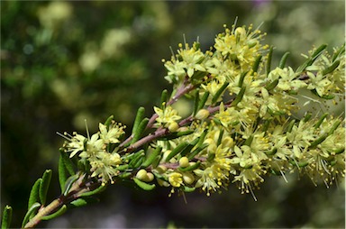 APII jpeg image of Leionema phylicifolium  © contact APII