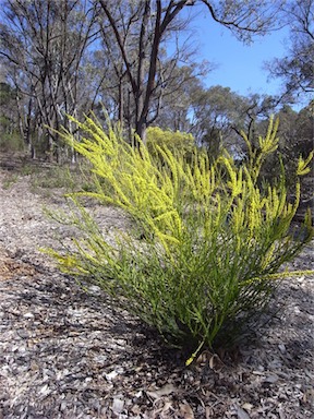 APII jpeg image of Acacia imbricata  © contact APII