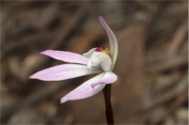 APII jpeg image of Caladenia fuscata  © contact APII