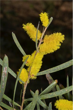 APII jpeg image of Acacia oncinophylla  © contact APII