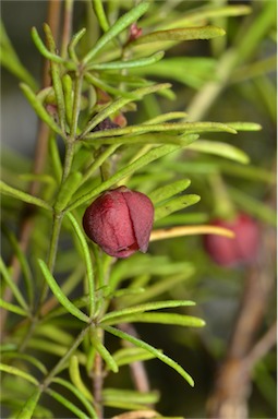 APII jpeg image of Boronia megastigma 'Heaven Scent'  © contact APII