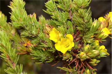 APII jpeg image of Hibbertia fasciculata  © contact APII