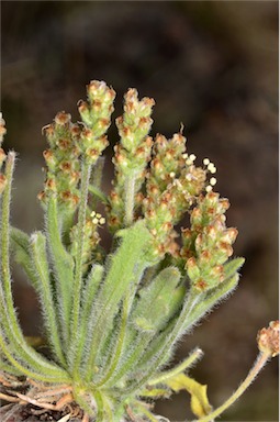 APII jpeg image of Plantago hispida  © contact APII