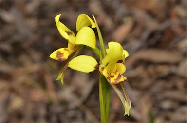 APII jpeg image of Diuris sulphurea  © contact APII