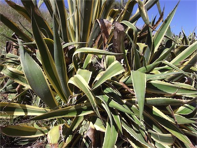 APII jpeg image of Agave americana  © contact APII