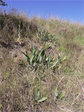 APII jpeg image of Agave americana  © contact APII