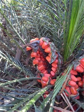 APII jpeg image of Macrozamia communis  © contact APII