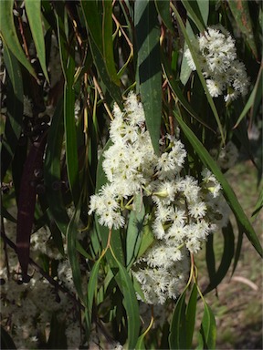 APII jpeg image of Eucalyptus elata  © contact APII