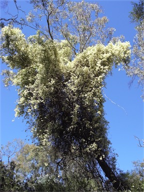 APII jpeg image of Pandorea pandorana subsp. pandorana  © contact APII