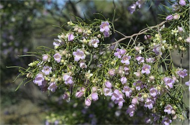 APII jpeg image of Eremophila sturtii  © contact APII