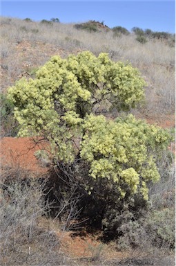 APII jpeg image of Acacia victoriae  © contact APII