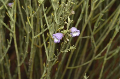 APII jpeg image of Eremophila scoparia  © contact APII