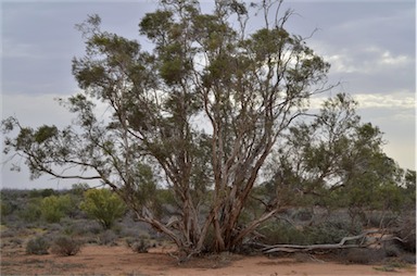 APII jpeg image of Melaleuca glomerata  © contact APII