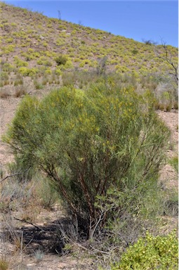 APII jpeg image of Acacia calamifolia  © contact APII