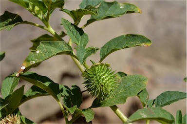 APII jpeg image of Datura leichhardtii  © contact APII