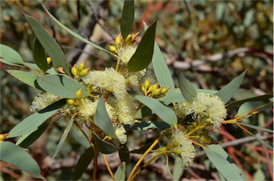 APII jpeg image of Eucalyptus socialis subsp. socialis  © contact APII