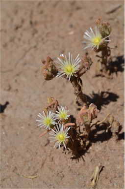 APII jpeg image of Mesembryanthemum nodiflorum  © contact APII