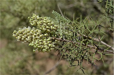 APII jpeg image of Hakea ednieana  © contact APII