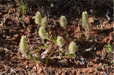 APII jpeg image of Ptilotus spathulatus  © contact APII