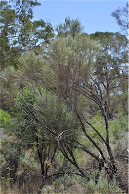 APII jpeg image of Eremophila scoparia  © contact APII