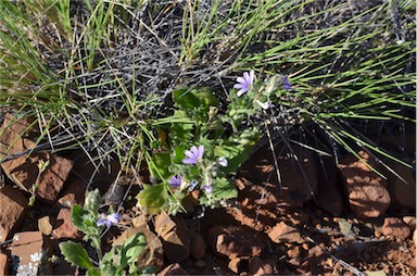 APII jpeg image of Scaevola humilis  © contact APII