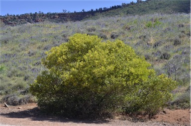 APII jpeg image of Acacia quornensis  © contact APII