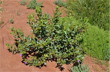 APII jpeg image of Eremophila willsii  © contact APII