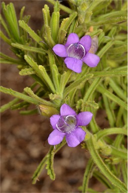 APII jpeg image of Eremophila adenotricha  © contact APII