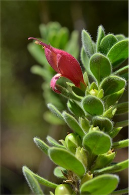 APII jpeg image of Eremophila splendens  © contact APII