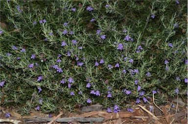 APII jpeg image of Eremophila clavata  © contact APII