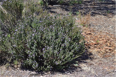 APII jpeg image of Eremophila veronica  © contact APII