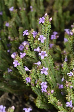 APII jpeg image of Eremophila veronica  © contact APII