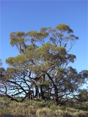 APII jpeg image of Eucalyptus porosa  © contact APII