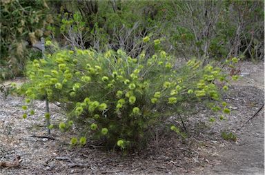 APII jpeg image of Callistemon pinifolius  © contact APII