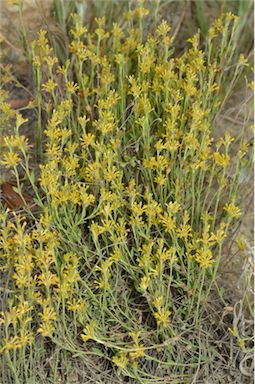 APII jpeg image of Pimelea curviflora var. sericea  © contact APII