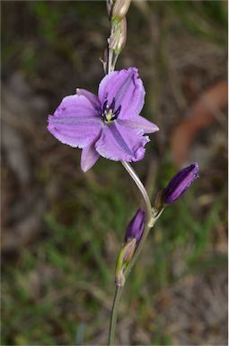 APII jpeg image of Arthropodium sp. Albury (A.D.J.Piesse 9)  © contact APII