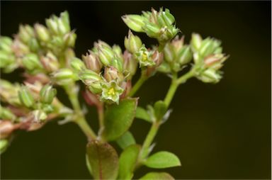 APII jpeg image of Polycarpon tetraphyllum  © contact APII