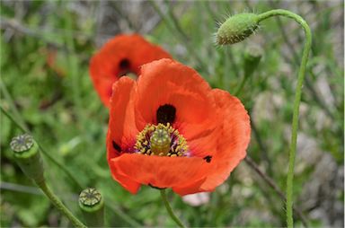 APII jpeg image of Papaver dubium  © contact APII