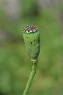 APII jpeg image of Papaver dubium  © contact APII