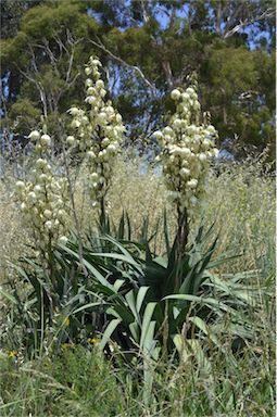 APII jpeg image of Yucca aloifolia  © contact APII