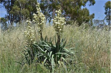 APII jpeg image of Yucca aloifolia  © contact APII