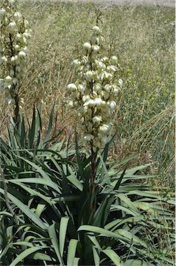 APII jpeg image of Yucca aloifolia  © contact APII