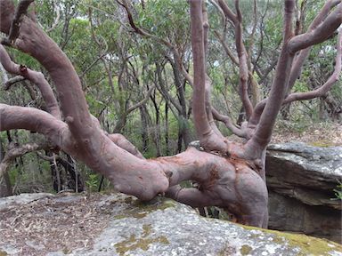 APII jpeg image of Angophora costata  © contact APII